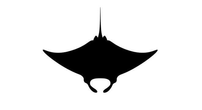 Silhouette of a manta ray against white background