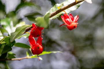 Close-up of three vivid red calyxes/sepals of the Ochna (Ochna serrulata) hanging on a thin branch. Strong contrast against green foliage and bright, blurred background (bokeh).