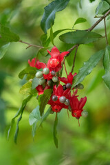Vertical close-up of a cluster of red sepals of the Ochna (Ochna serrulata) with spherical bluish-green fruits. The vivid color contrast stands out against the dense green foliage.