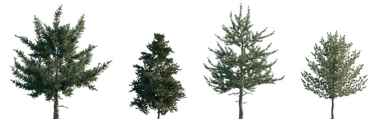 Set of Picea asperata and Picea orientalis frontal set trees isolated png on a transparent background perfectly cutout	