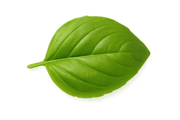 Obraz premium Fresh green sweet basil leaf on transparent background