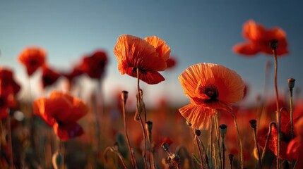 Obraz premium Vibrant Poppy Flowers in Sunlit Meadow, Captivating Colors and Delicate Petals, Nature's Beauty at Sunrise with Soft Background Blur