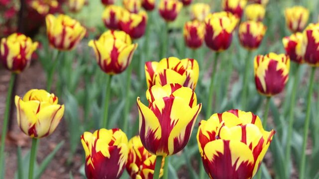 beautiful tulips growing in botanic garden row colorful flower flowering bulbs tulip petals (sign of spring and springtime in brooklyn new york city)