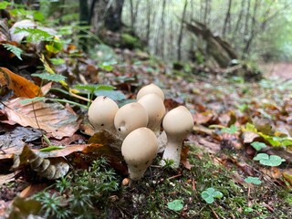 mushrooms in the forest