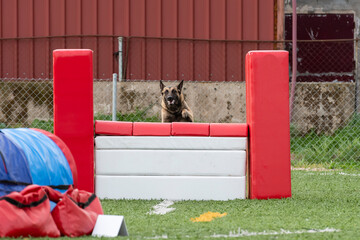 Dog demonstrates agility skills while jumping over an obstacle during a training session at a sports field