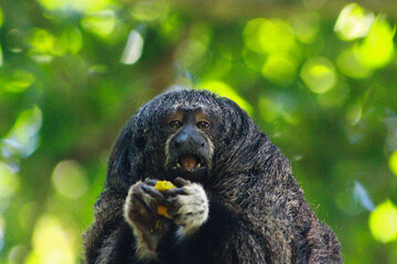 Amazonian Saki Monkey Eating Fruit