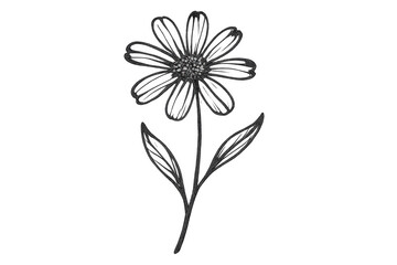 Minimalist daisy line art drawing with transparent background