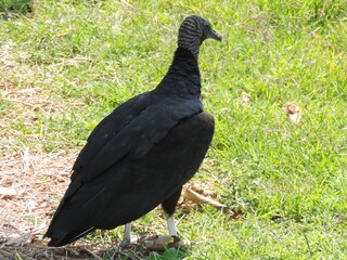 Urubu de cabeça preta é uma ave que alimenta-se principalmente de animais mortos e matéria orgânica em decomposição, atuando como um lixeiro natural.