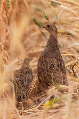 Common Partridge (Perdix perdix) female with fledgling in cereal field, Hesse, Germany