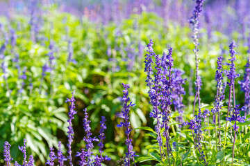 Close-up photo of lavender flowers in full bloom in purple in summer