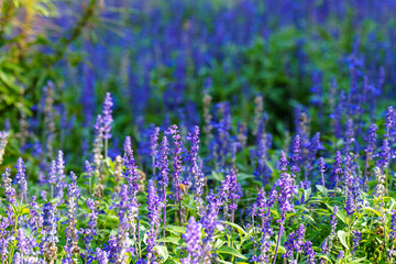 Naklejka premium Close-up photo of lavender flowers in full bloom in purple in summer