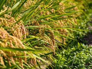 Close-up photo of rice ears turning yellow in autumn