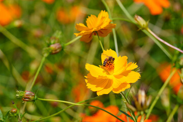 Close-up photo of orange cosmos flowers blooming in summer