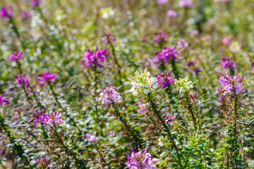 Close-up photo of Cleome (Spider flower) flowers in full bloom in a variety of colors in summer.