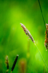 Close-Up of Wild Grass Seed Head Against Vibrant Green Background in Natural Summer Meadow