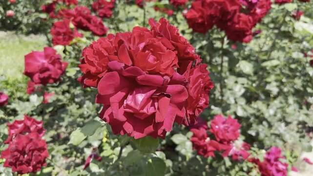Beautiful Red Roses Blooming in a Sunny Garden Setting Near a Park