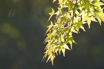 京都大原の明るく輝く楓の葉