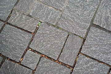 Obraz premium 表面にざらつきのある不揃いの形をした濃い灰色の石畳のクローズアップ写真で目地にはわずかに草や落ち葉が見えます。