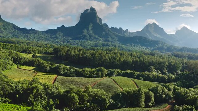 Lush green mountains and dense tropical forest blending with terraced pineapple or fruit farm fields under a blue sky with scattered clouds, showcasing agricultural beauty on Moorea