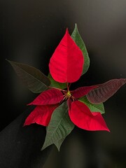 red poinsettia flower