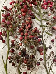 red berries on a bush