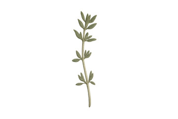 Fototapeta premium Green herbal plant sprig botanical transparent background