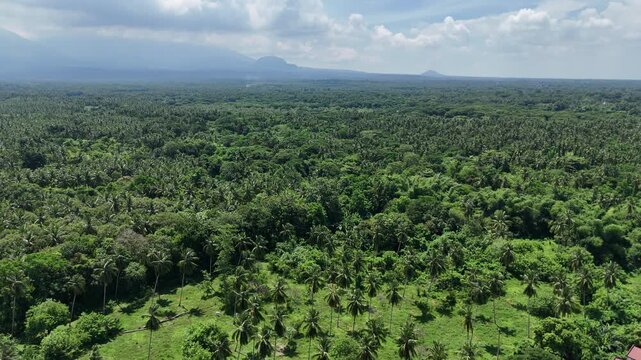 4K Aerial Drone of Coconut Trees and House at Quezon Province Philippines