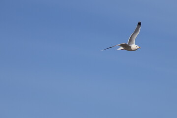 seagull is flying in the blue sky