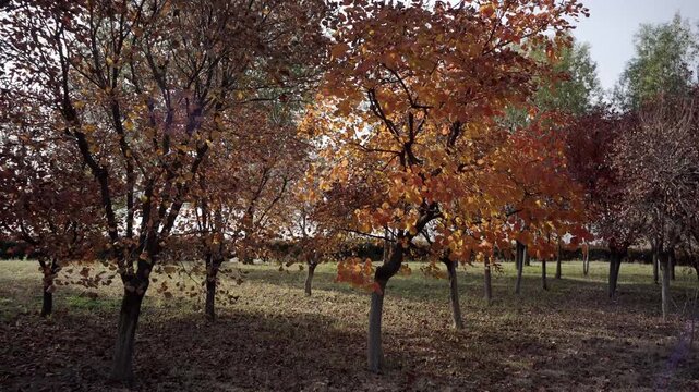 In early winter, the smoke trees(Cotinus obovatus) stand out in the lakeside woods. The afternoon sun illuminates their leaves, making them look as if they are covered with gold and amber.