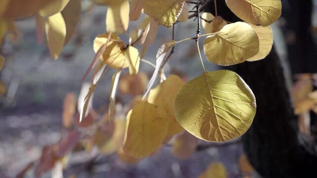 These few Cotinus obovatus(Smoke tree) leaves have only recently turned yellow; under the sunlight, you can still see the green that hasn't faded yet, like a transition from immaturity to maturity.