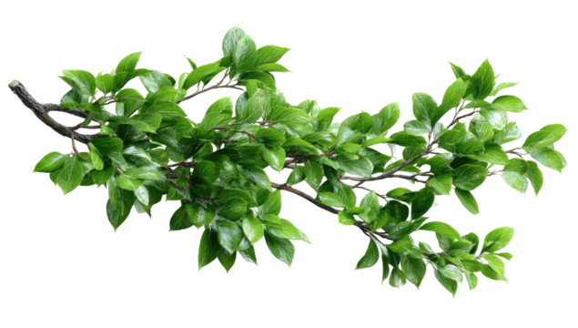 Branch with bright green leaves, isolated on black. Fresh growth