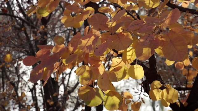The afternoon sun shines on the smoke trees(Cotinus obovatus) by the lake, casting shadows on the leaves, creating a warm hue in the early winter woods.
