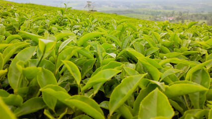 Close-up view of fresh green tea leaves in a lush tea plantation with hills in the background.