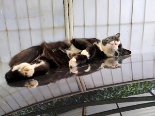 Sleeping black-and-white cat resting on a reflective surface.
