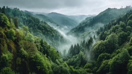 Fototapeta premium Lush Green Valley Surrounded by Misty Mountains and Dense Forests Under Overcast Sky in a Serene Natural Landscape