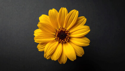 Vibrant yellow daisy with dark center is beautifully displayed against black background, highlighting its delicate petals and intricate details