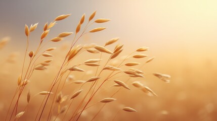 Fototapeta premium Golden Grass Blades Gently Swaying in Warm Light During a Tranquil Sunset Emphasizing Nature's Beauty and Serenity in an Outdoor Landscape Setting