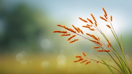 Softly Blurred Background of Golden Grasses Against a Gentle Pastel Green Backdrop in Nature Illustrating Calm and Serenity of the Outdoors