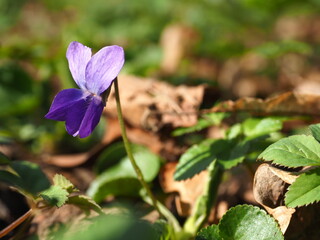 Woodland Violet Flower in Spring Sunlight – Close-Up Macro