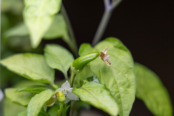 Jalapeno in early stages of fruit development