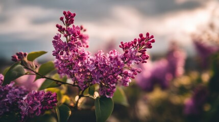 Beautiful lilac flowers blooming in a scenic landscape with dramatic clouds contrasting against vibrant petals during golden hour light