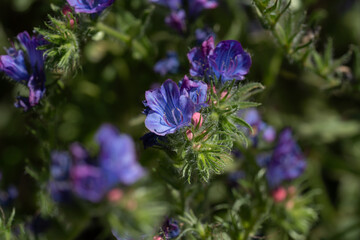 bee on lavender