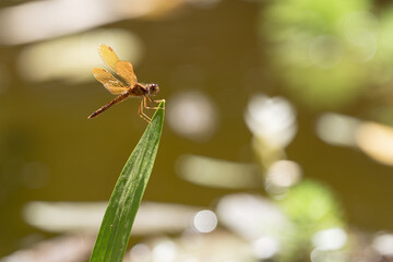 dragonfly on a leaf