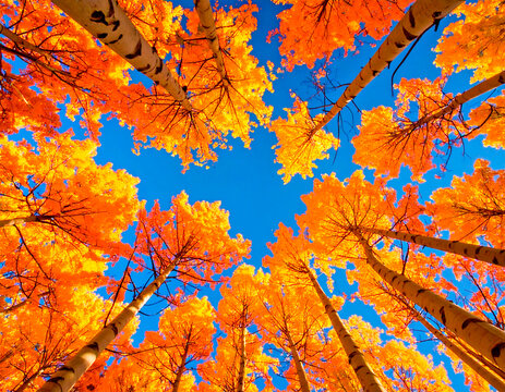 Paisaje de &aacute;rboles de color amarillo y rojo vertidos en el cielo azul.