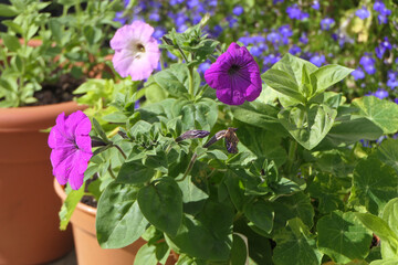 Beautiful pic of a mix of Petunia flowers in a garden on a sunny day UK