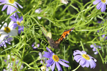 Small Tortoiseshell Butterfly on a flower petal of a daisy on a sunny day in a garden