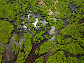 Aerial view of mangrove wetland is divided by tidal streams under a partly cloudy tropical sky. Siargao, Philippines.
