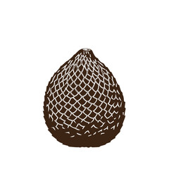 Salak Fruit Illustration