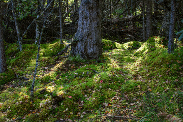 Obraz premium Shaded Woodland Scene with Mossy Ground and Trees