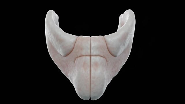 3D Render of Isolated Cricoid Cartilage Ring Model